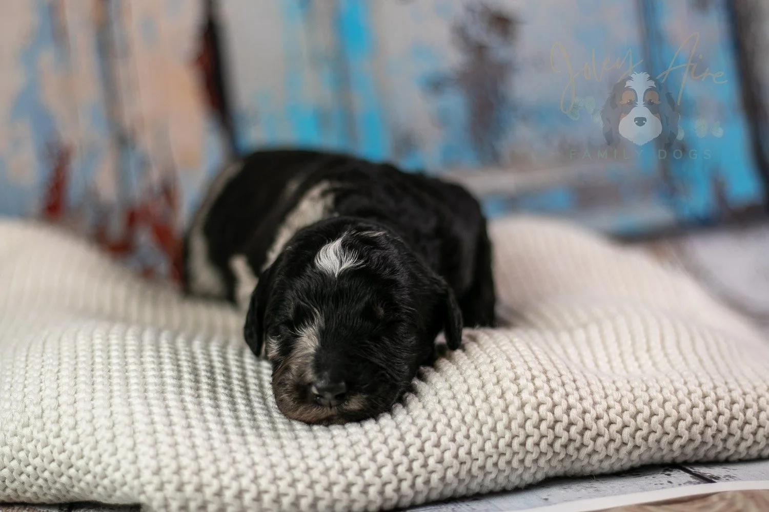 Bob Ross Bernedoodle Puppy-301.jpg