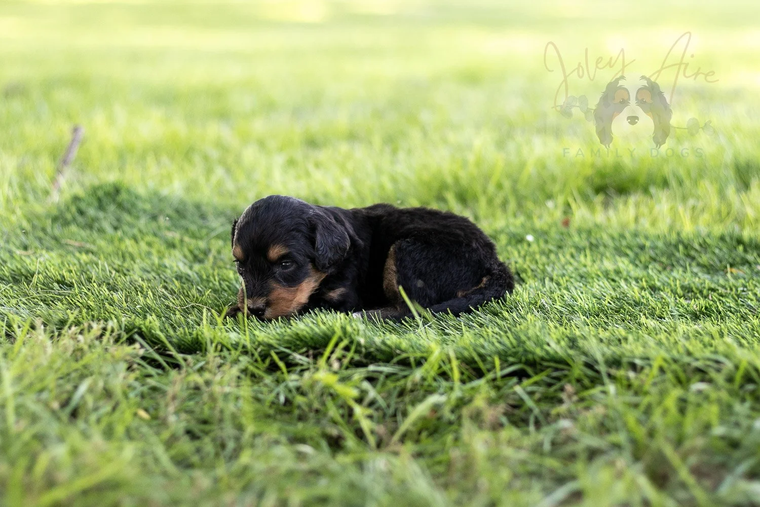 Mini Mae Bernedoodle Puppy-493.jpg