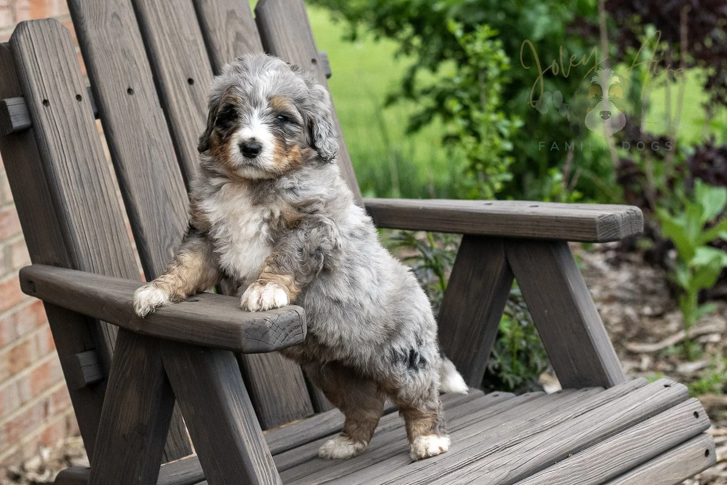 Drum Bernedoodle Puppy-14.jpg