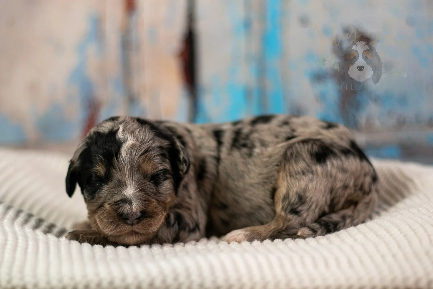 Frida Bernedoodle Puppy-184.jpg