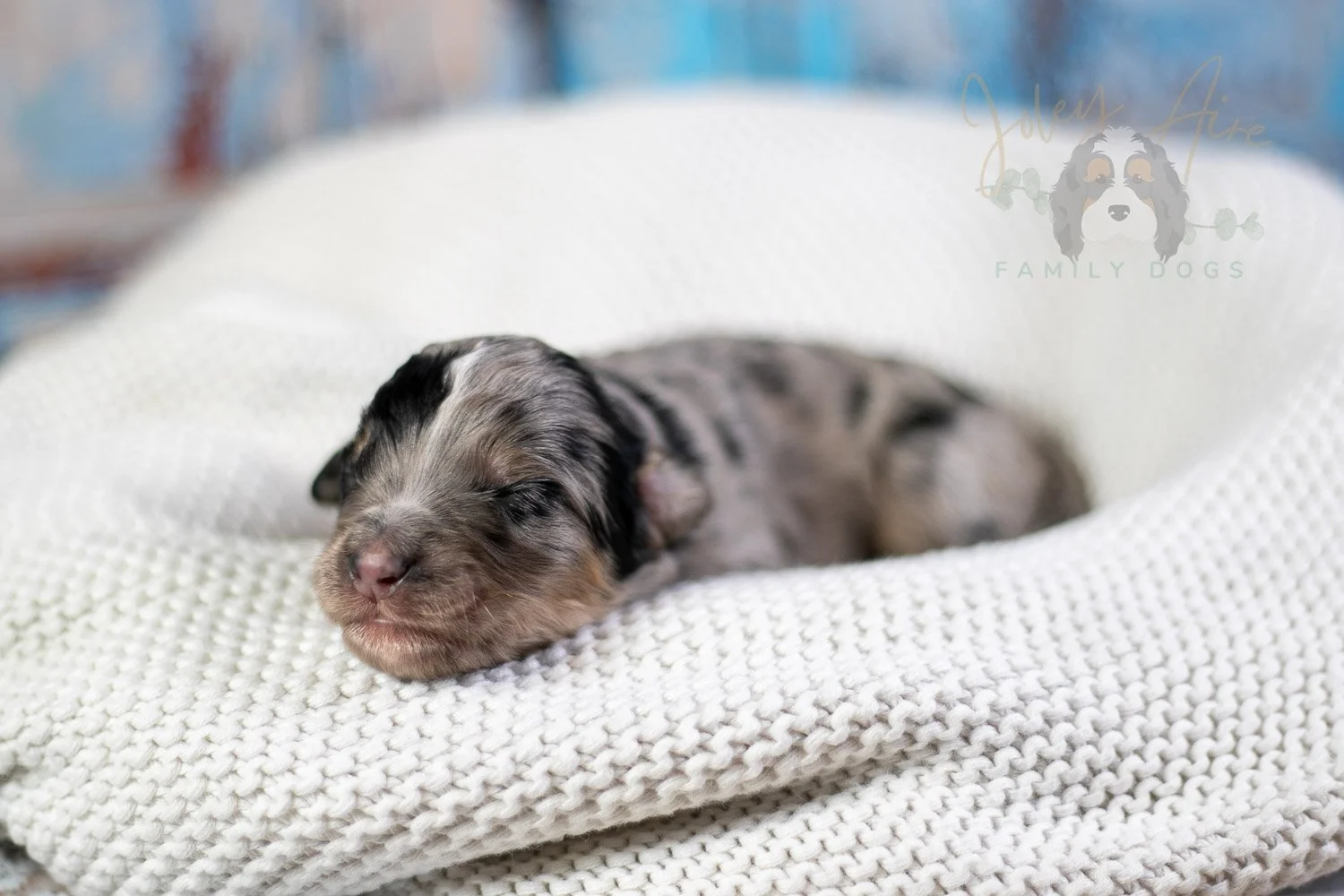 Frida Kahlo Bernedoodle Puppy-25.jpg