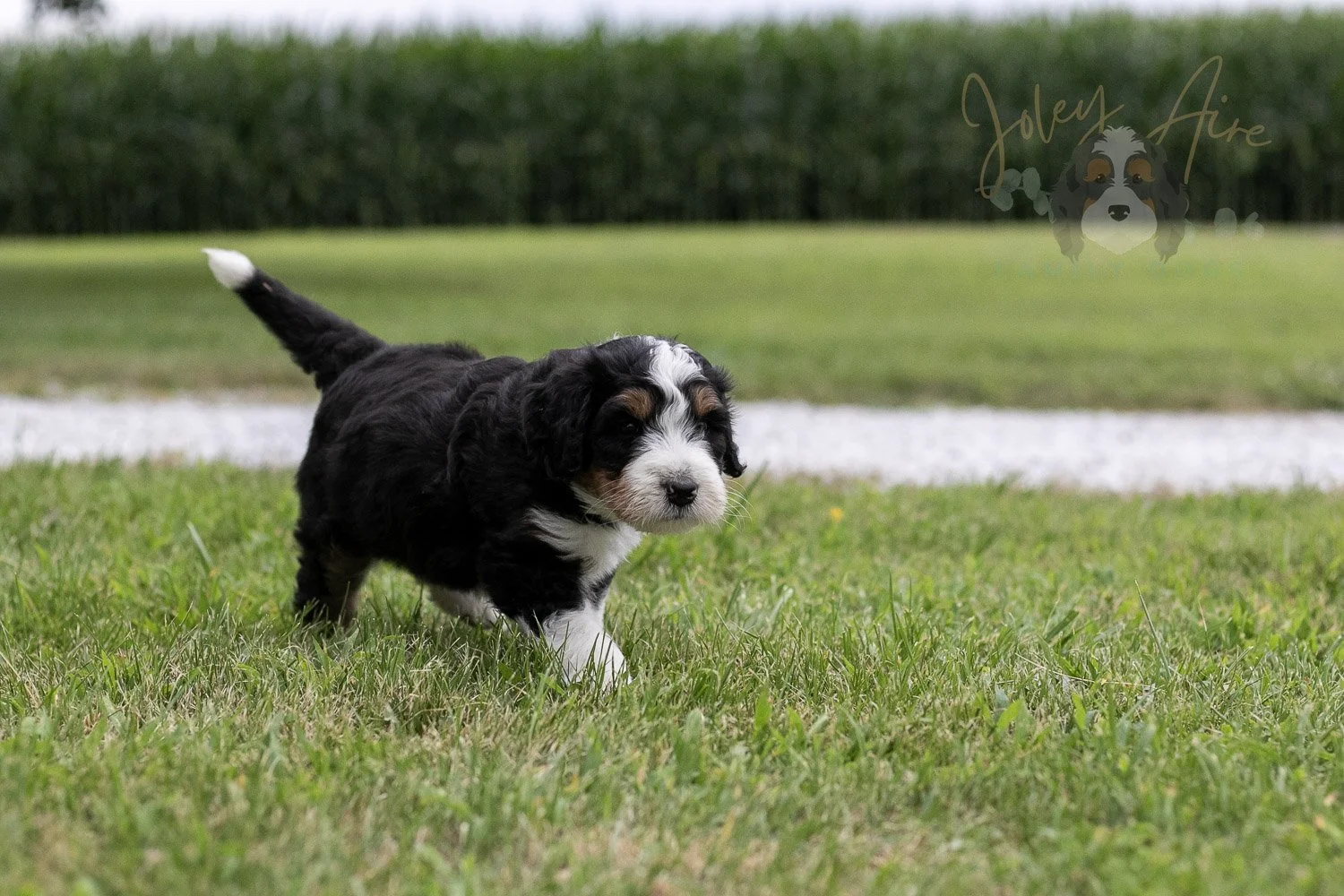 Zion Bernedoodle Puppy-21.jpg