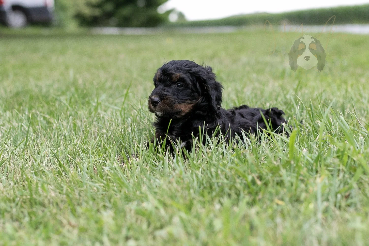 Denali Bernedoodle Puppy-30.jpg