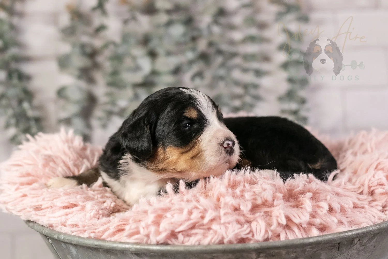 Trumpet Bernedoodle Puppy-33.jpg