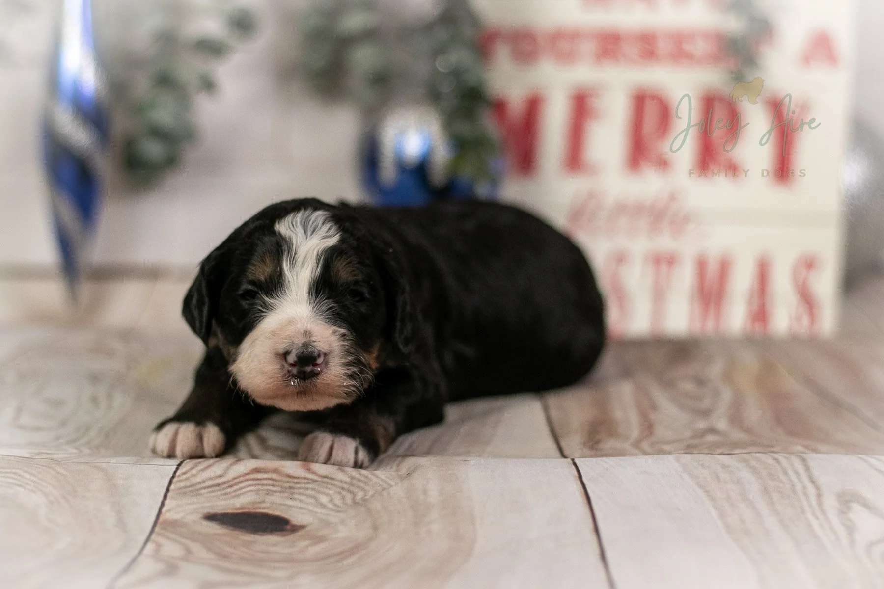 K2 - Tri-Color Bernedoodle Puppy 