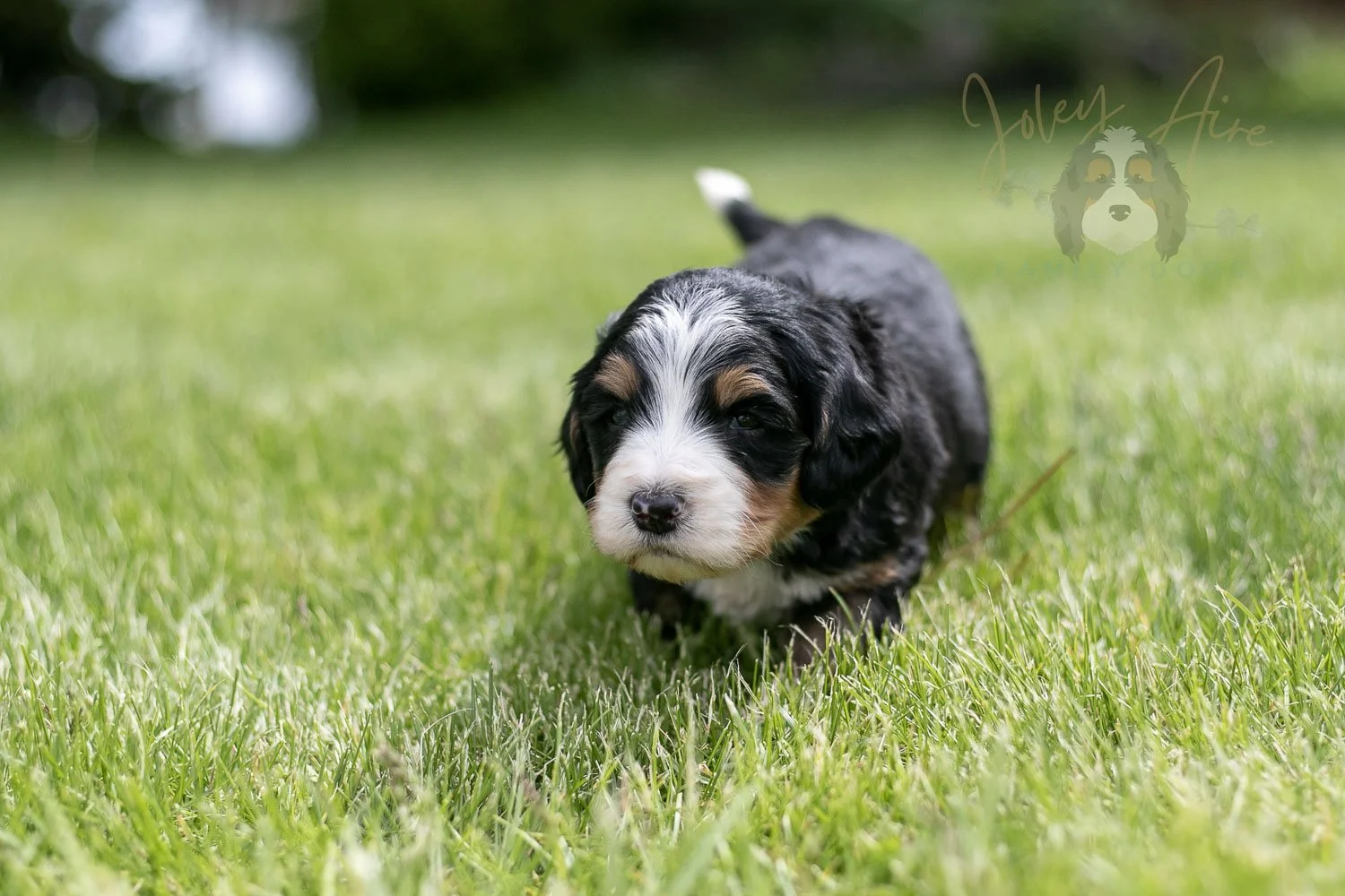 Trumpet Bernedoodle Puppy-33.jpg