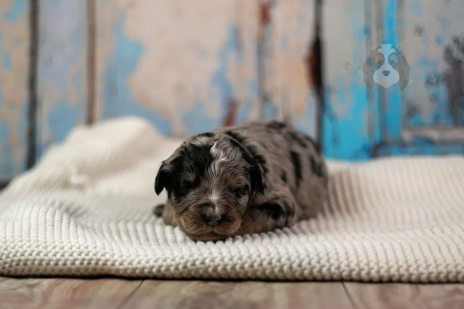 Frida Bernedoodle Puppy-193.jpg