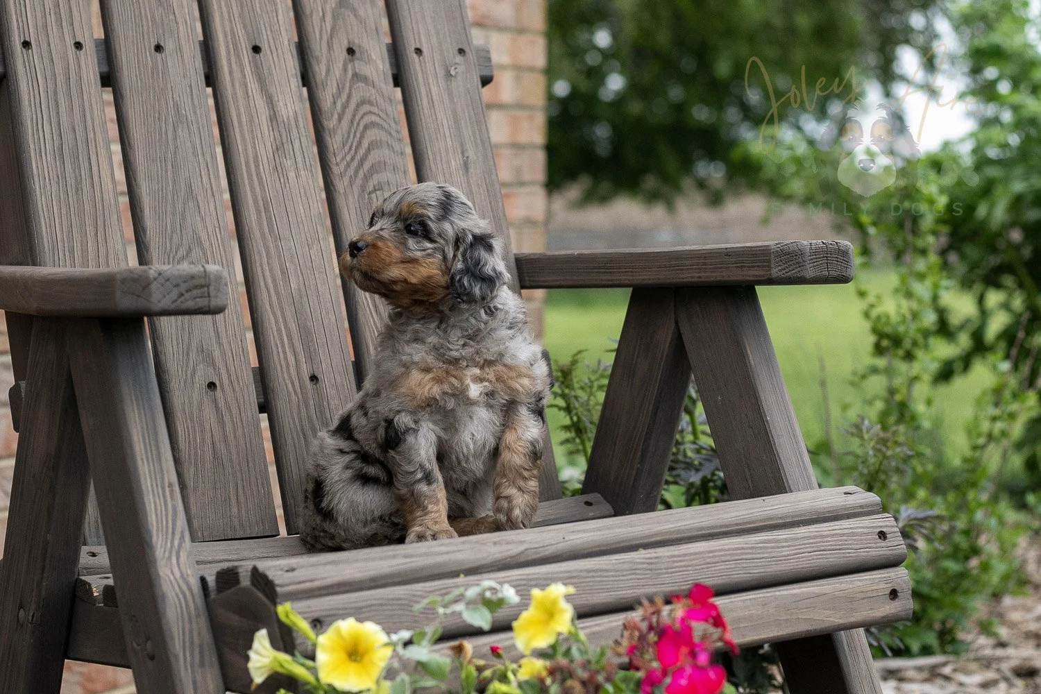 Ukulele Bernedoodle Puppy-18.jpg