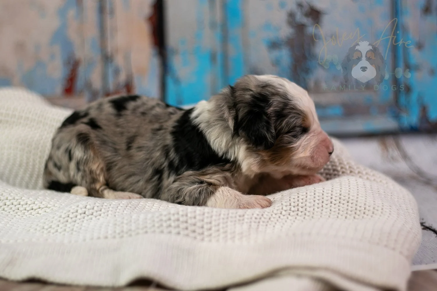 Pablo Picasso Bernedoodle Puppy-225.jpg