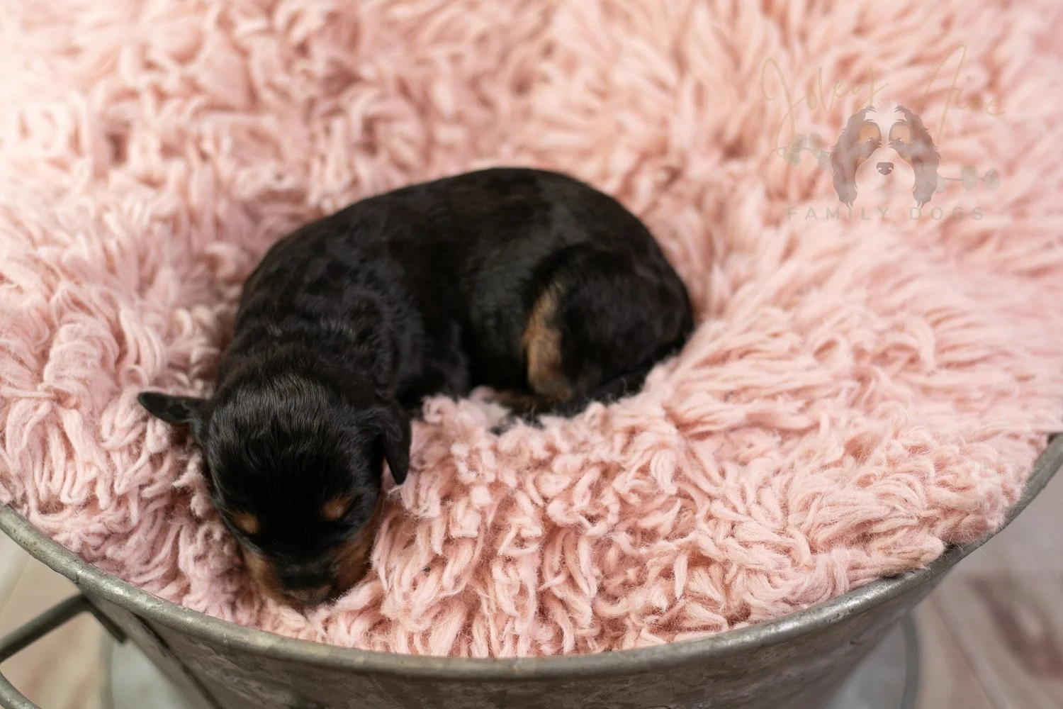 Mini Mae Bernedoodle Puppy-10.jpg