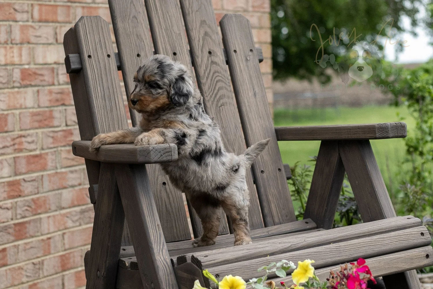 Ukulele Bernedoodle Puppy-25.jpg