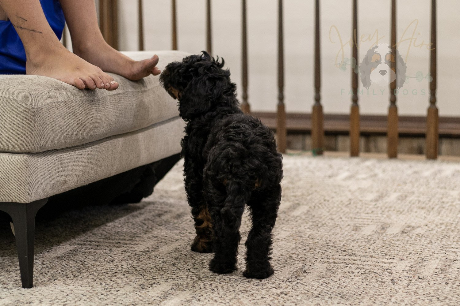 Acadia Bernedoodle Puppy-520.jpg