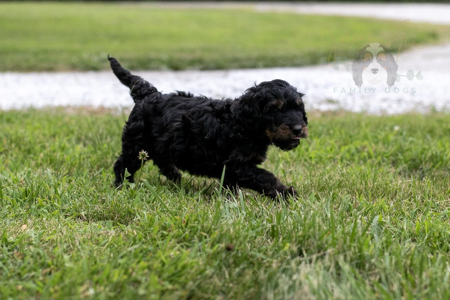 Bryce Bernedoodle Puppy-76.jpg