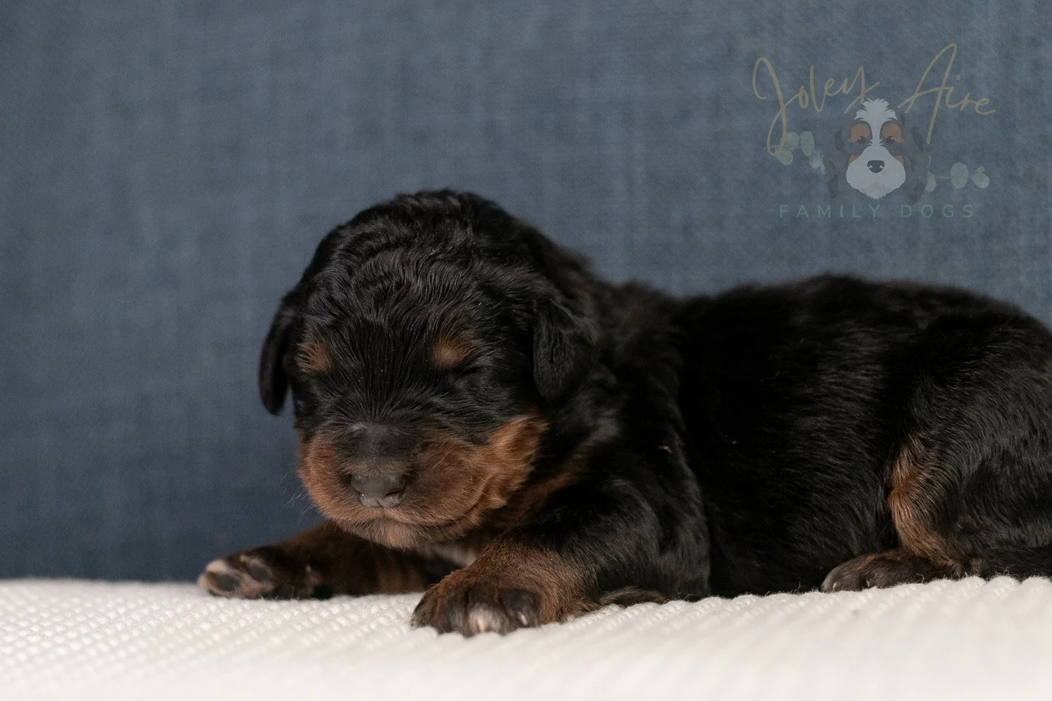 Amber Bernedoodle Puppy-13.jpg