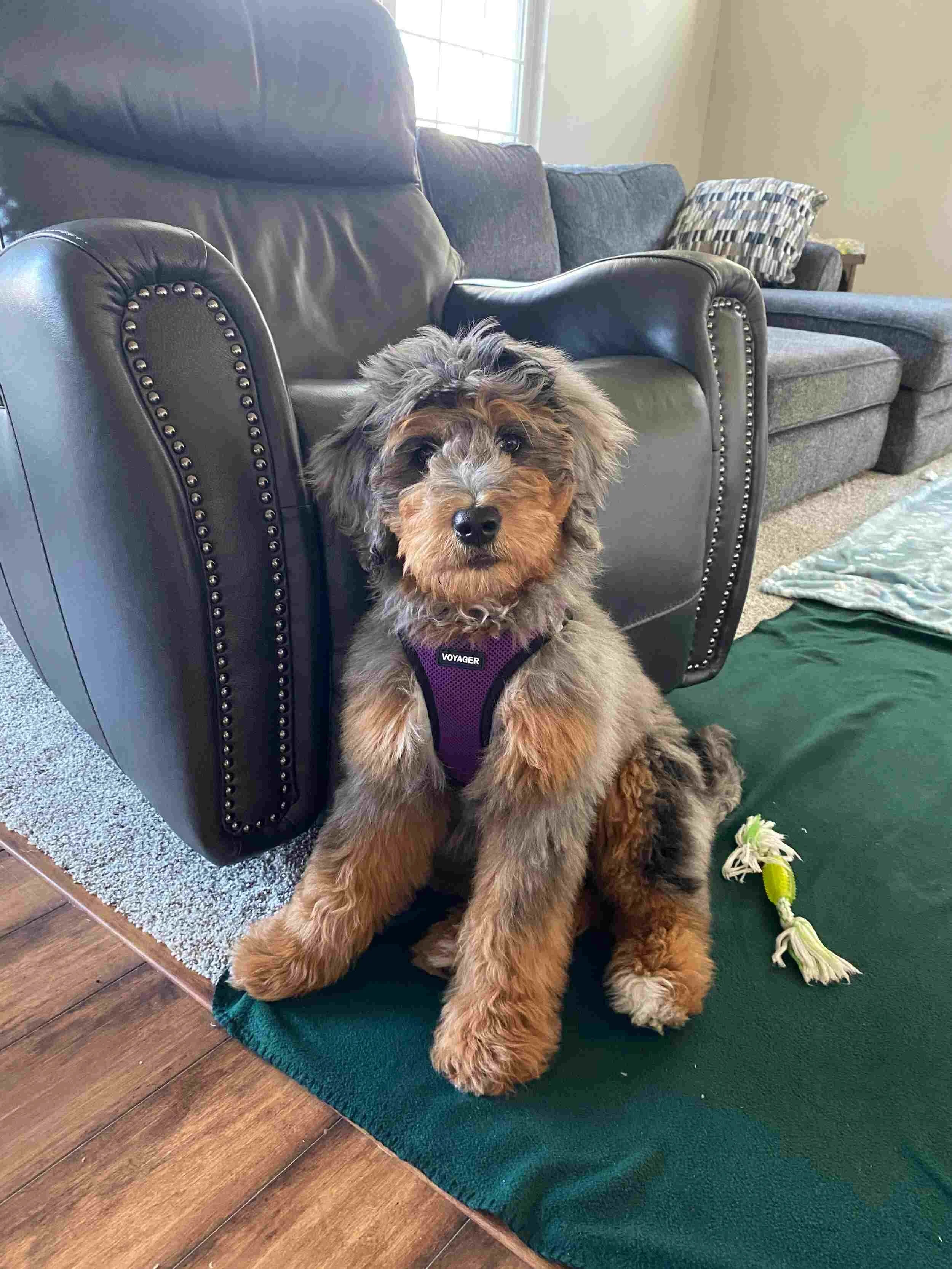 Phantom Merle Bernedoodle