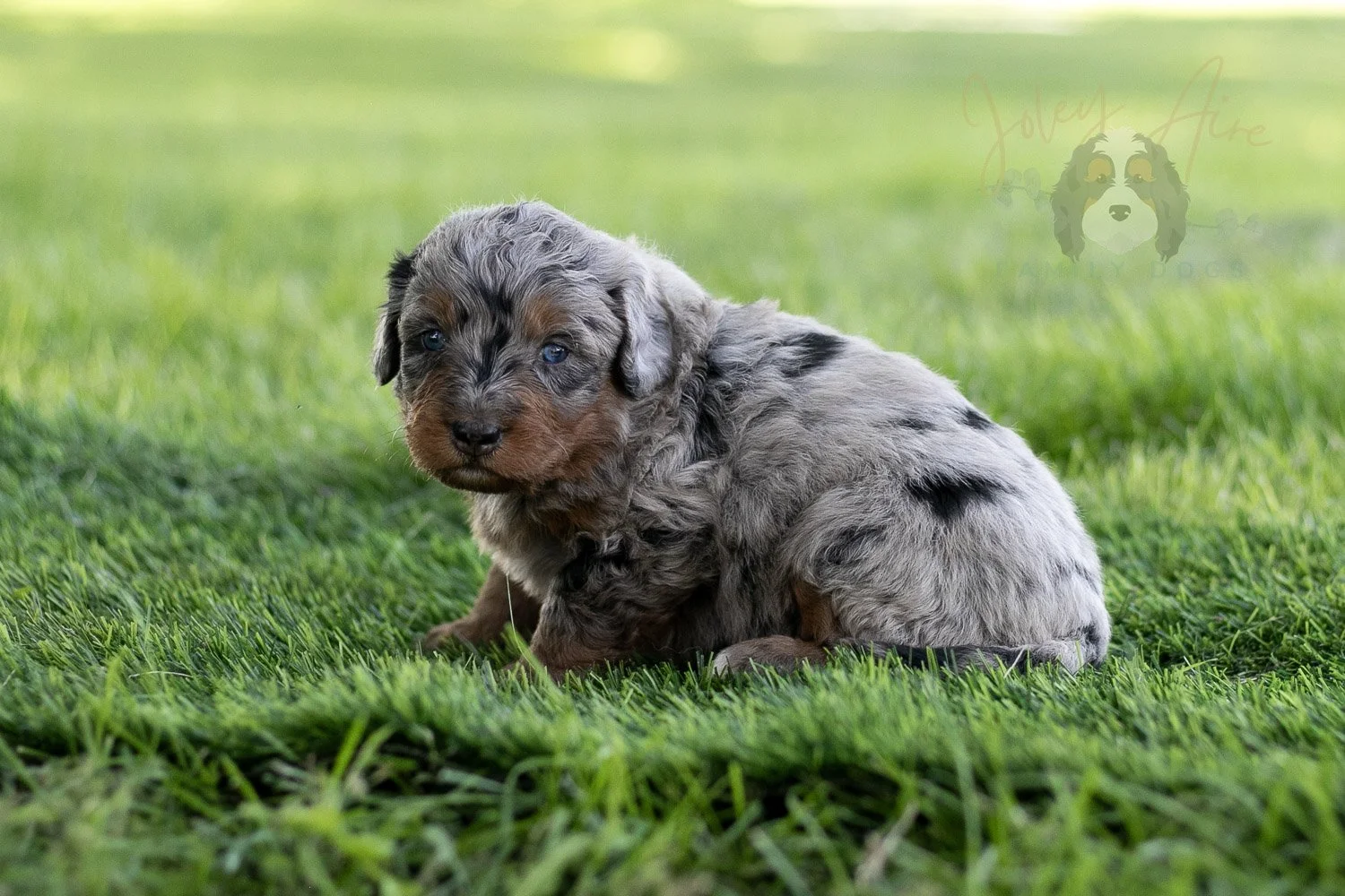 Marilla Cuthbert Bernedoodle Puppy-482.jpg