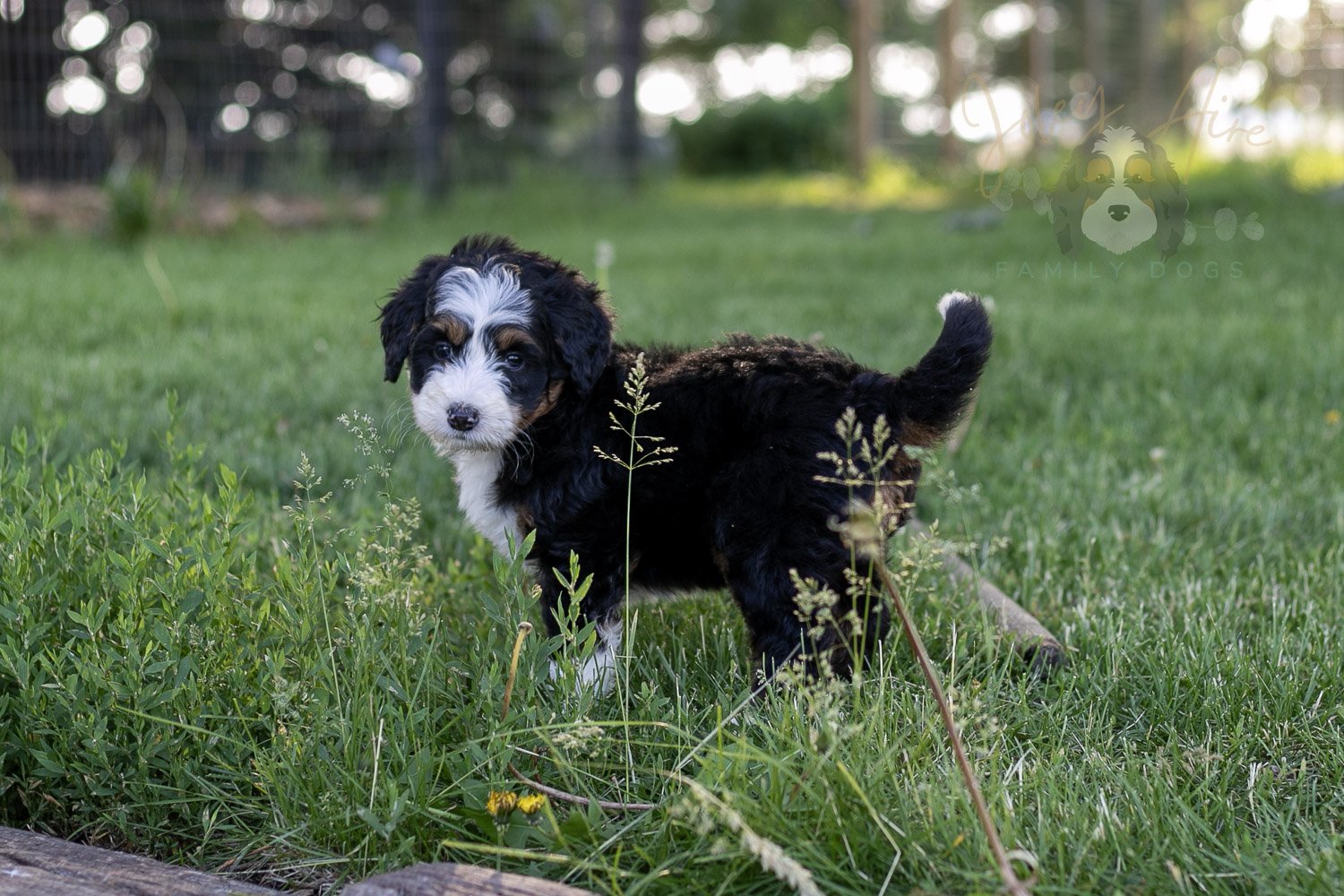 Harmonica Bernedoodle Puppy-8.jpg