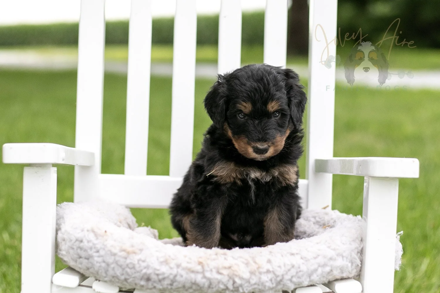Gilbert Bernedoodle Puppy-867.jpg