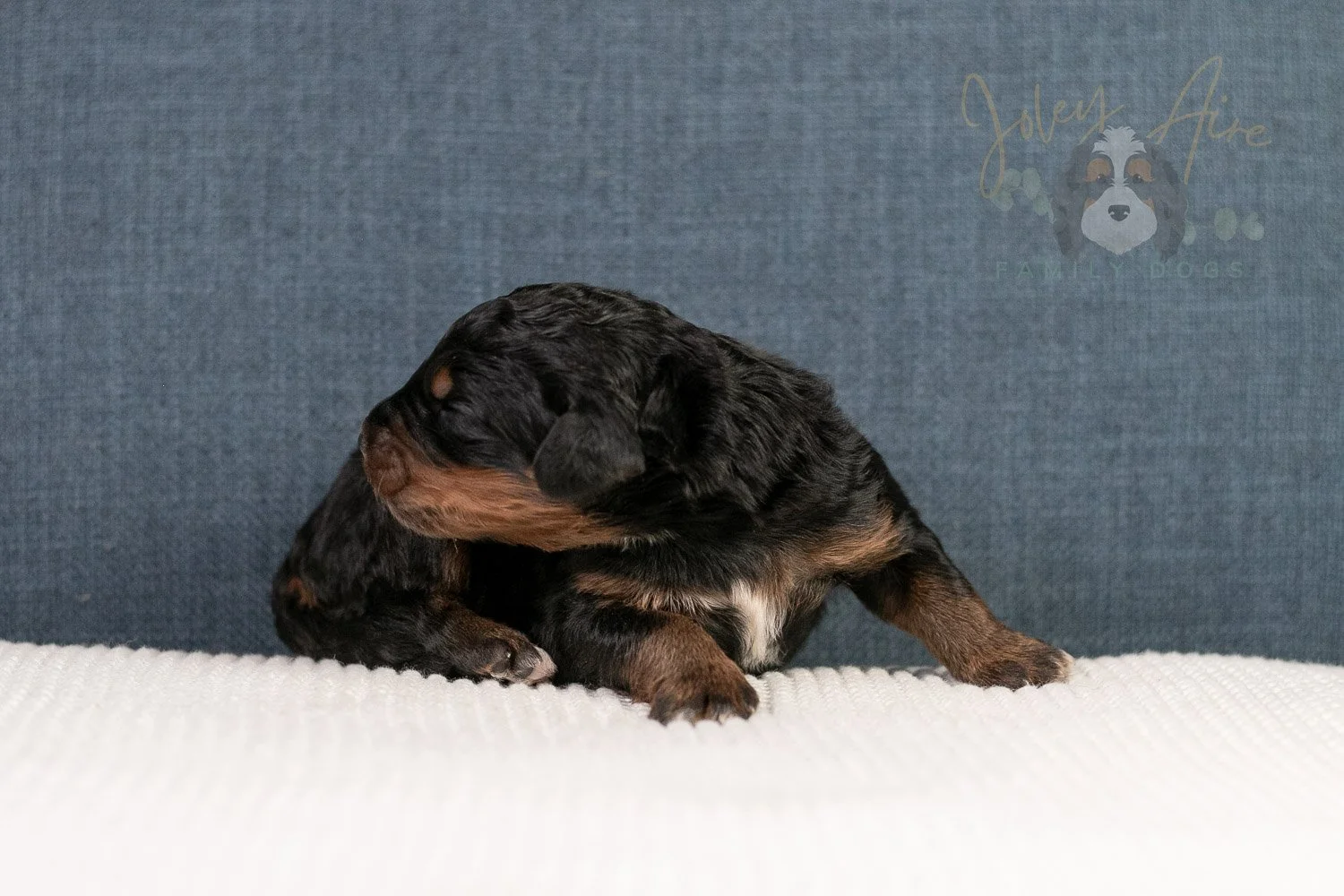 Amber Bernedoodle Puppy-02.jpg