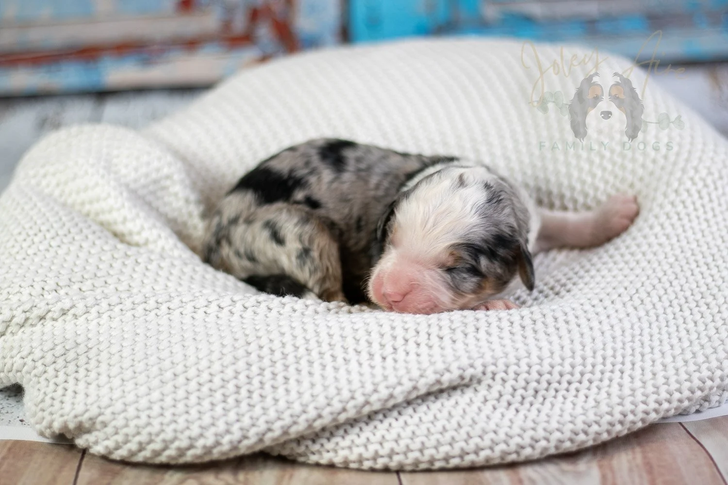 Pablo Picasso Bernedoodle Puppy-50.jpg
