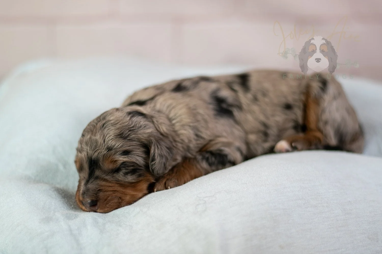 Marilla Bernedoodle Puppy-40.jpg