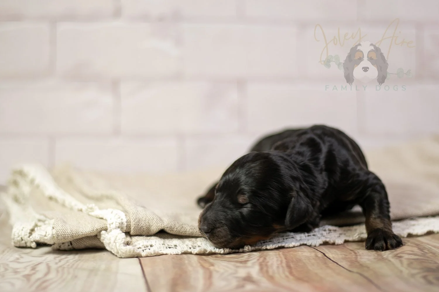 Denali Bernedoodle Puppy-160.jpg