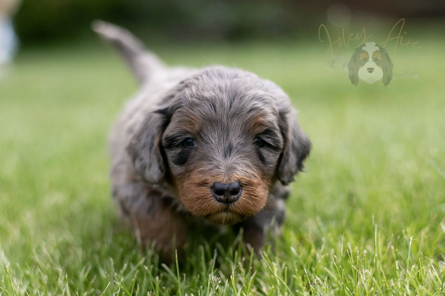 Flute Bernedoodle Puppy-35.jpg