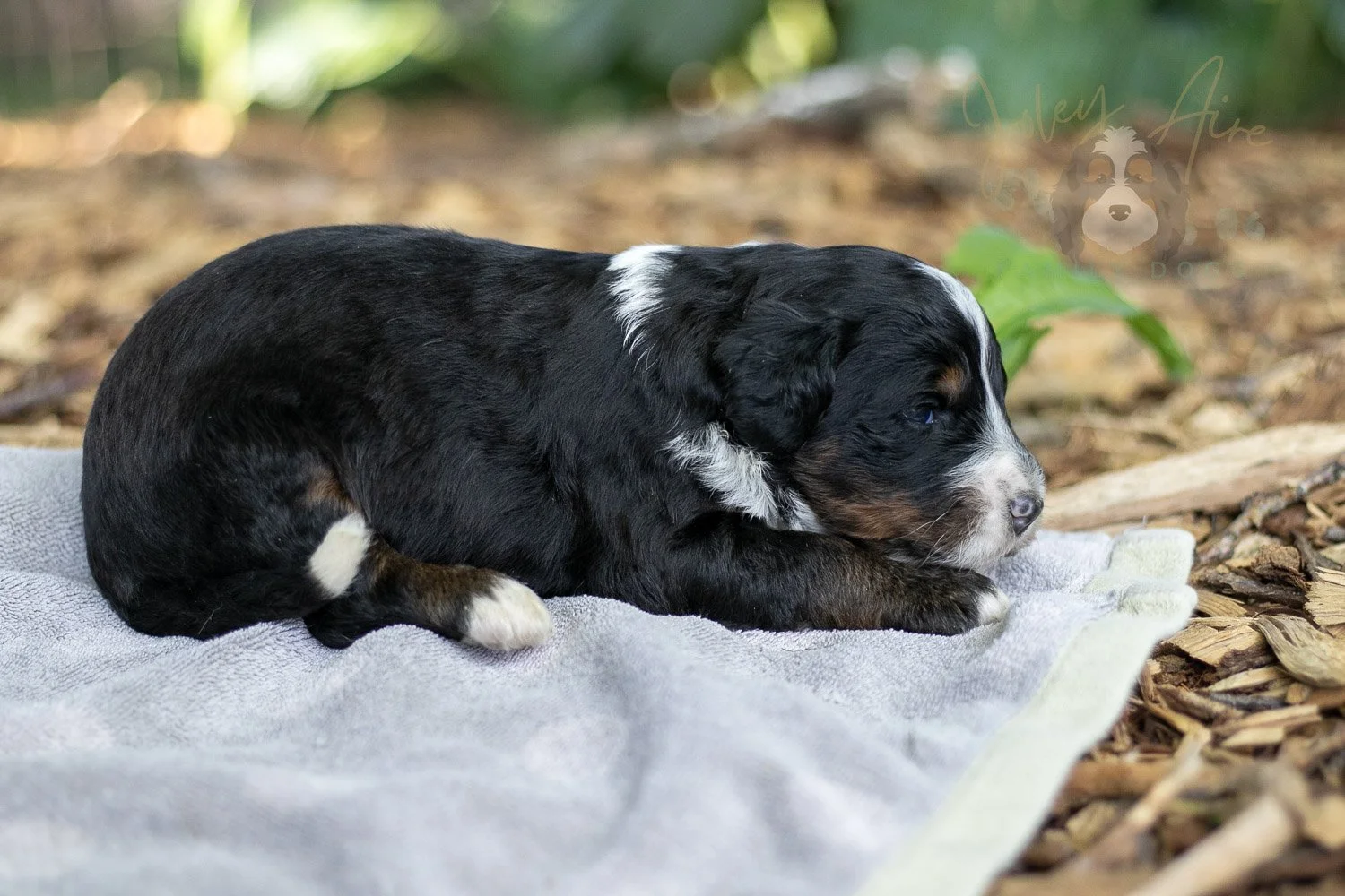 Yosemite Bernedoodle Puppy-131.jpg
