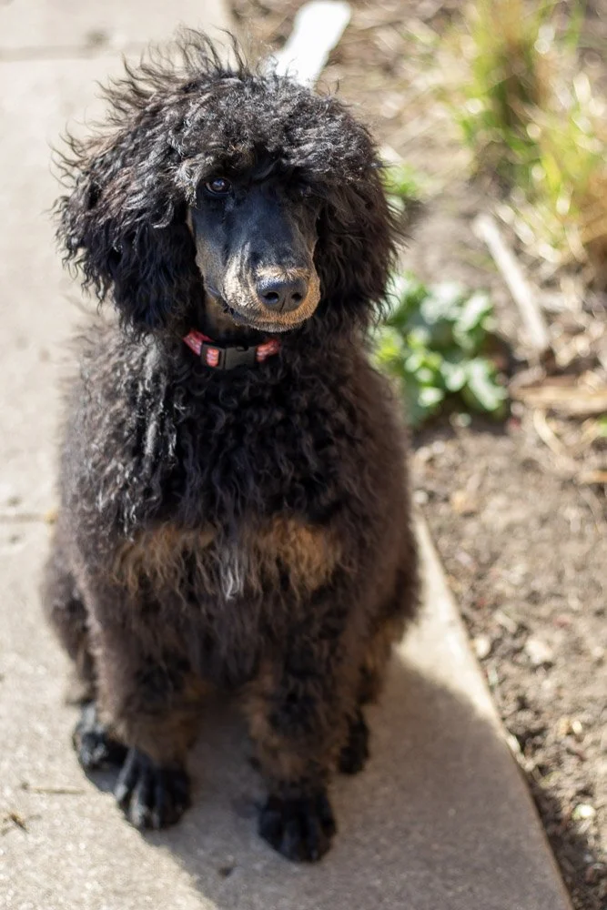 Pixie 5 months old-12.jpg