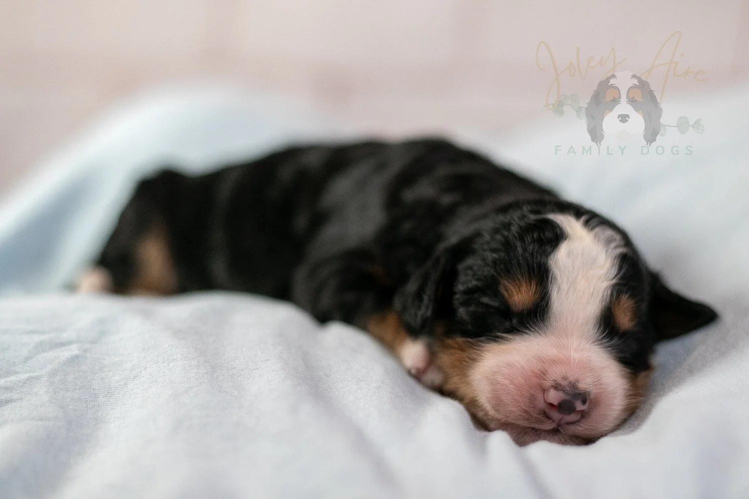 Anne Shirley Bernedoodle Puppy-19.jpg