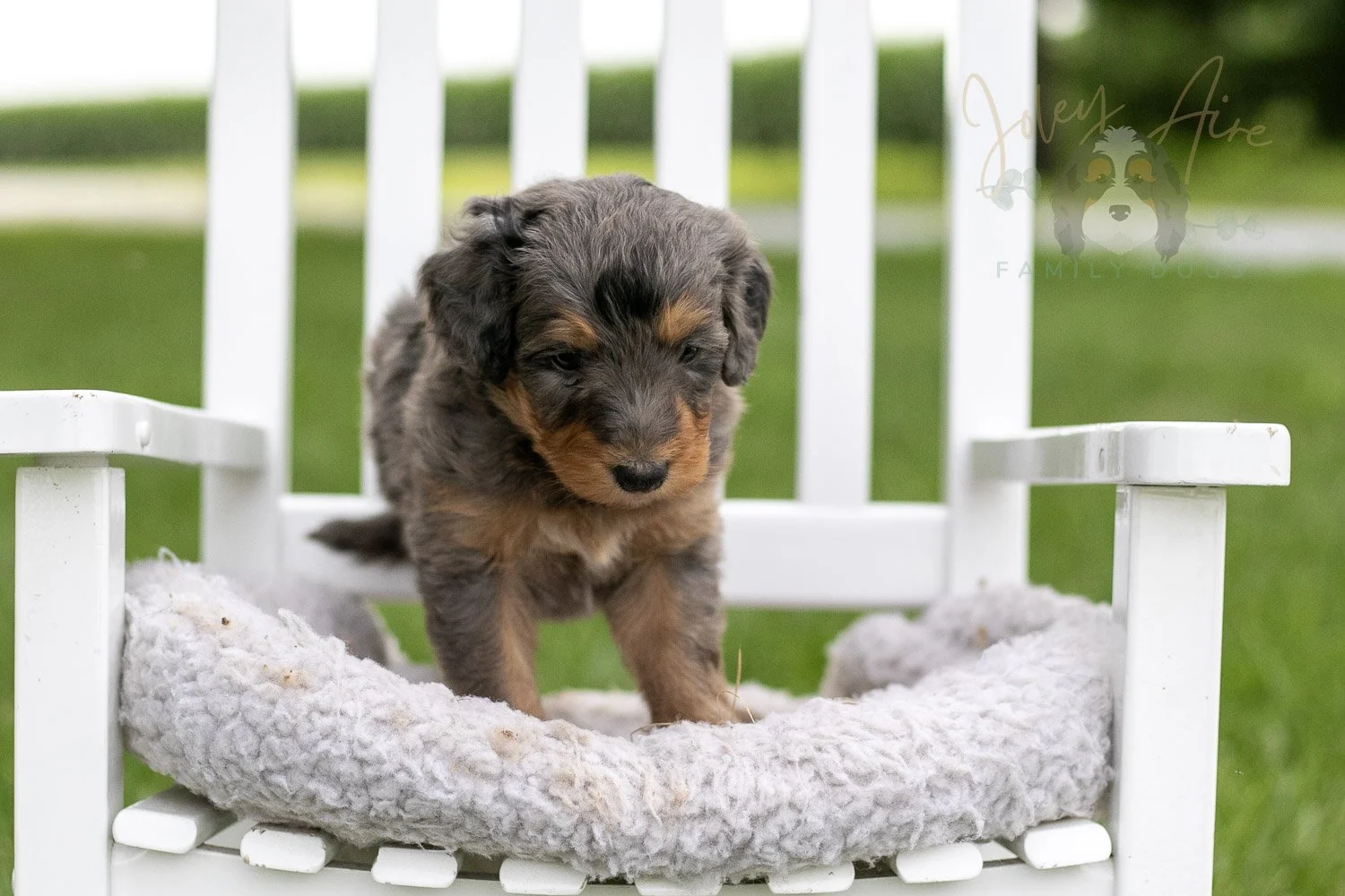 Josie Pye Bernedoodle Puppy-899.jpg