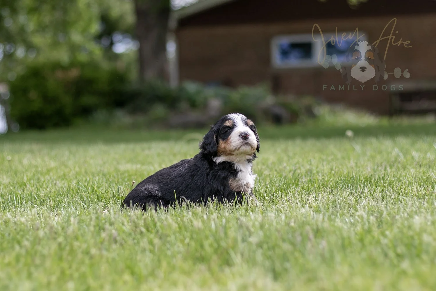 Trumpet Bernedoodle Puppy-30.jpg