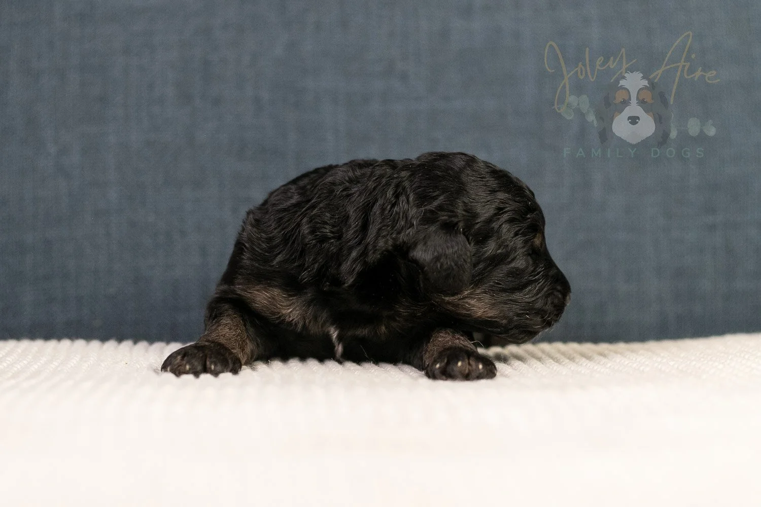 Amy Bernedoodle Puppy-107.jpg