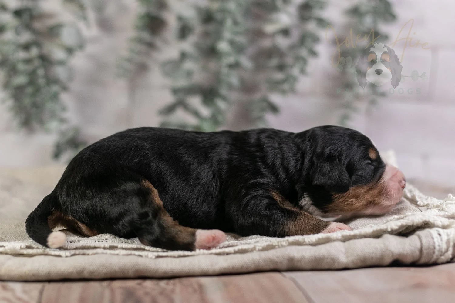 Trumpet Bernedoodle Puppy-5-2.jpg