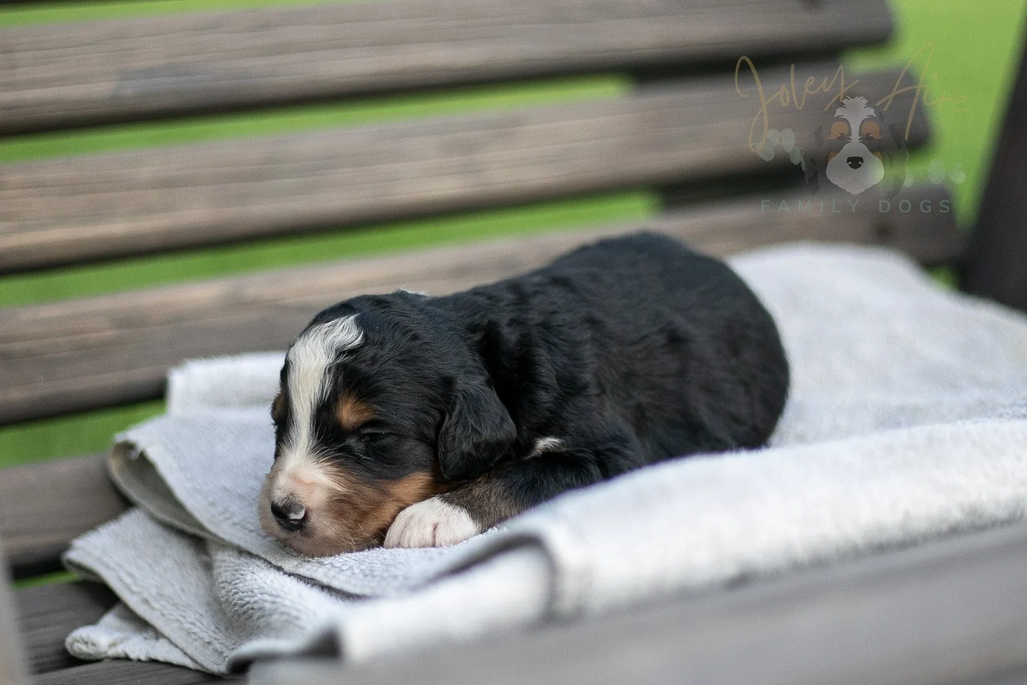 Diana Barry Bernedoodle Puppy-12.jpg