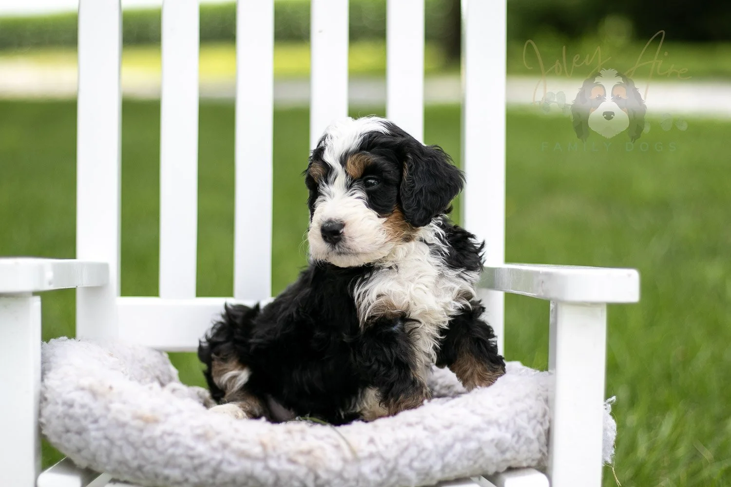 Yellowstone Bernedoodle Puppy-772.jpg