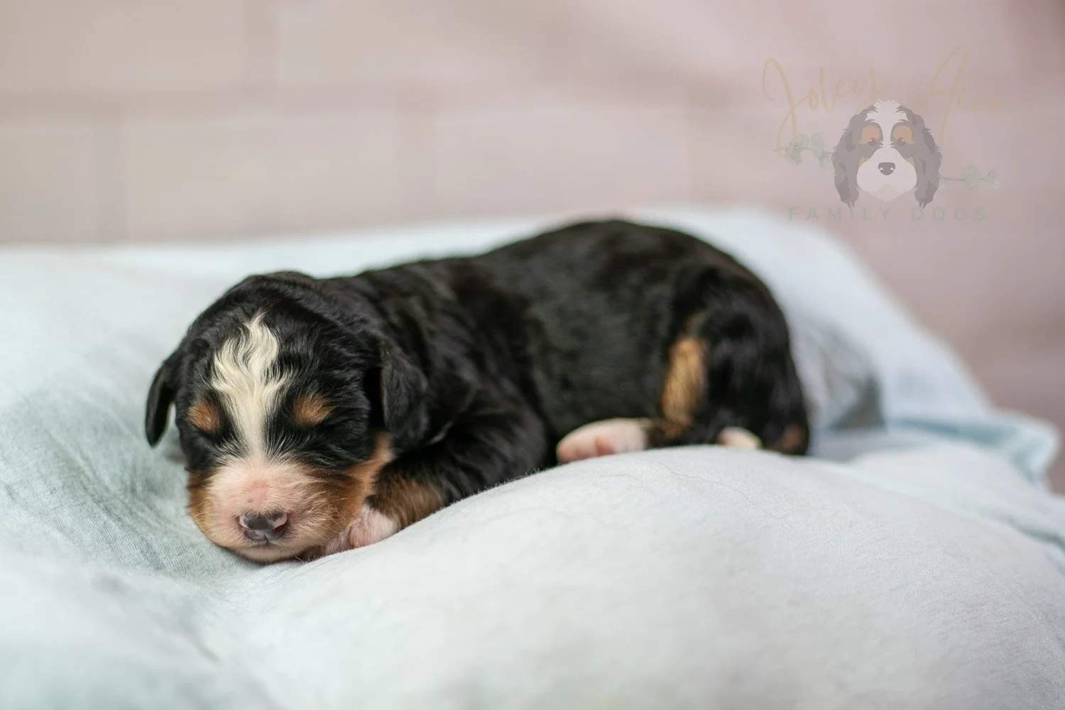 Diana Bernedoodle Puppy-50.jpg
