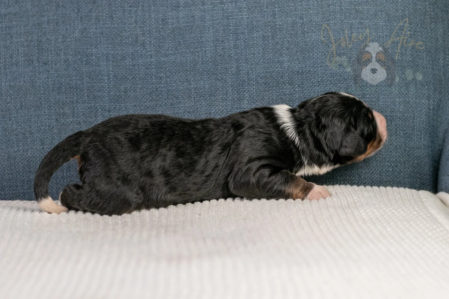 Ashley Bernedoodle Puppy-23.jpg