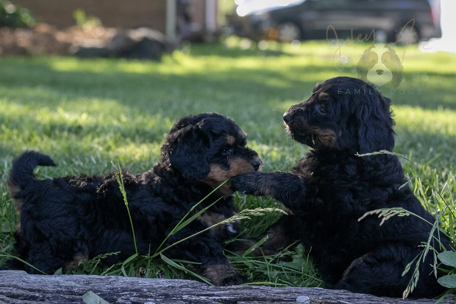 Piano Bernedoodle Puppy-11.jpg