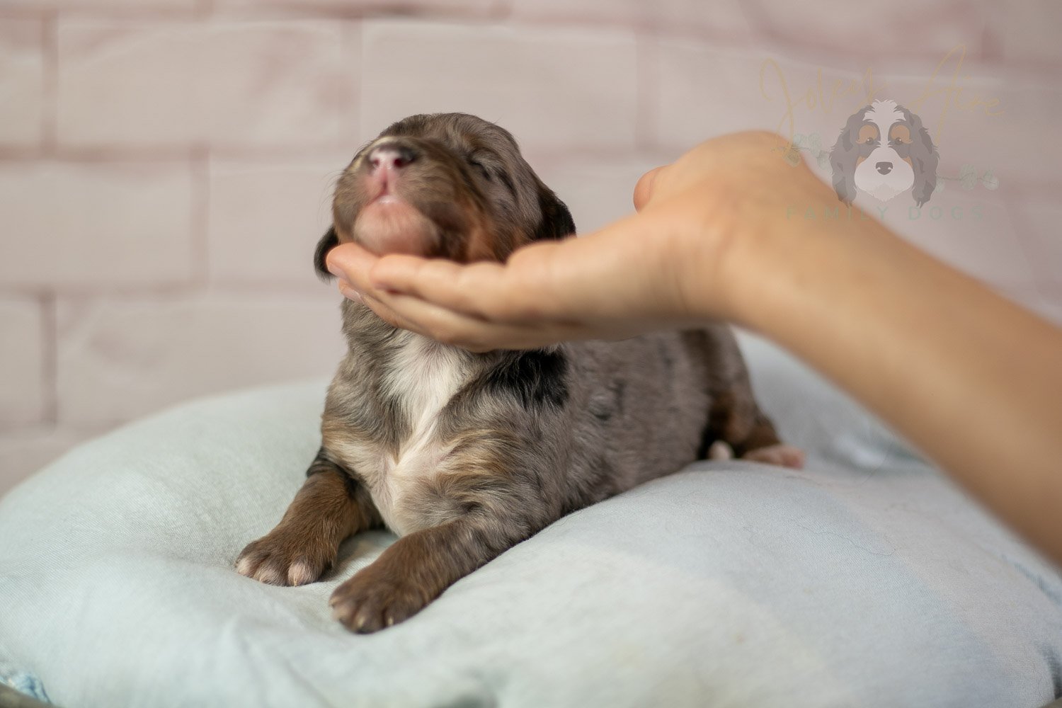 Matthew Cuthbert Bernedoodle Puppy-83.jpg