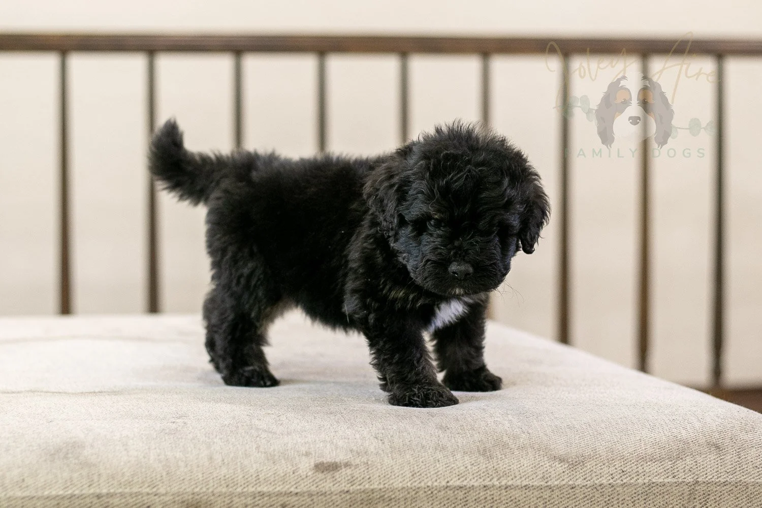Andy Bernedoodle Puppy-274.jpg