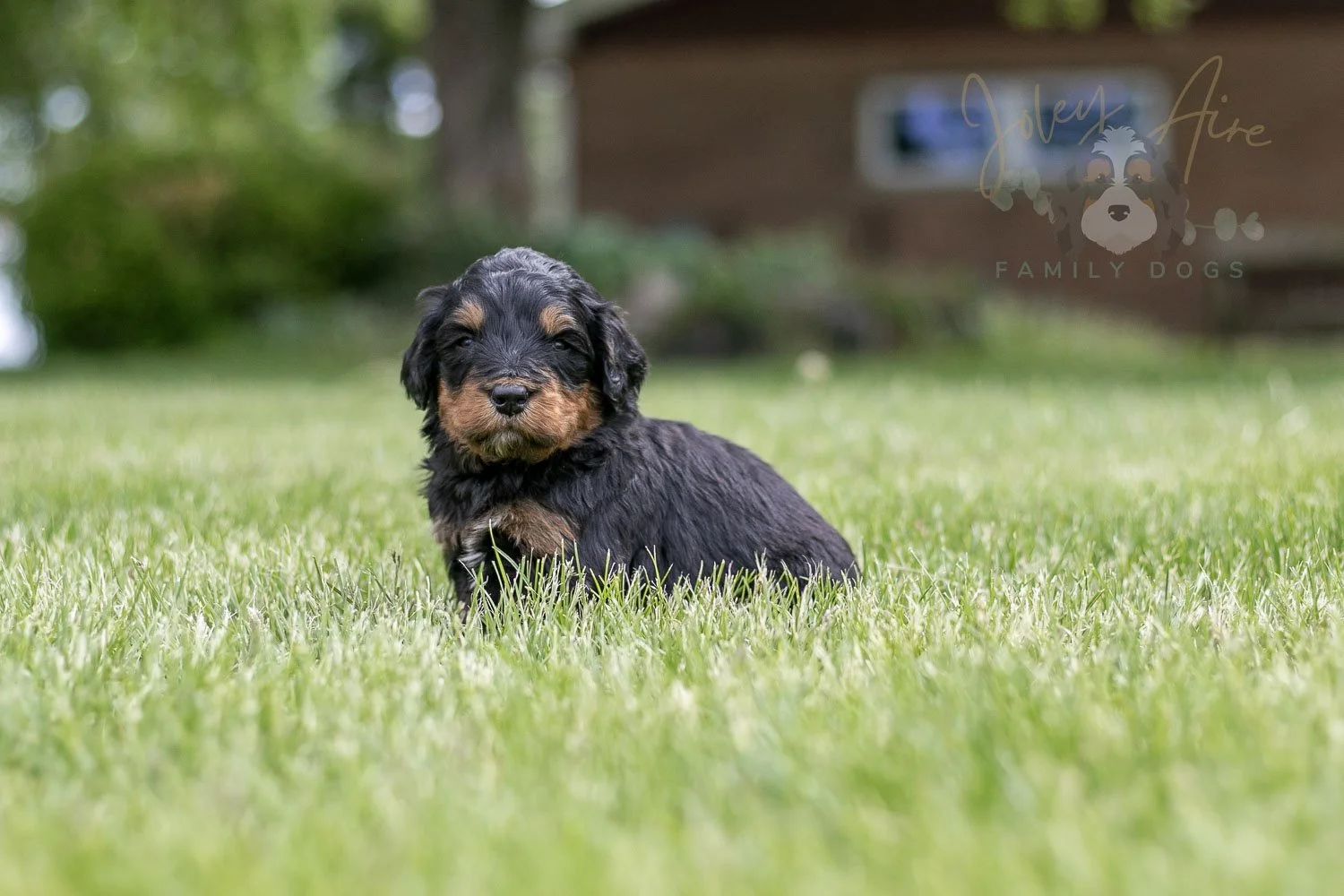 Guitar  Bernedoodle Puppy-120.jpg