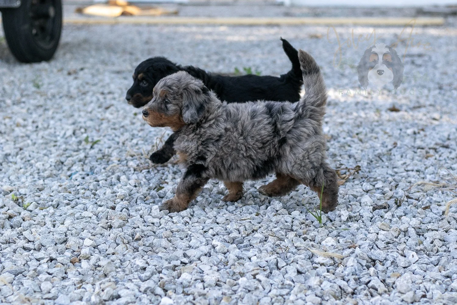 Flute Bernedoodle Puppy-35.jpg