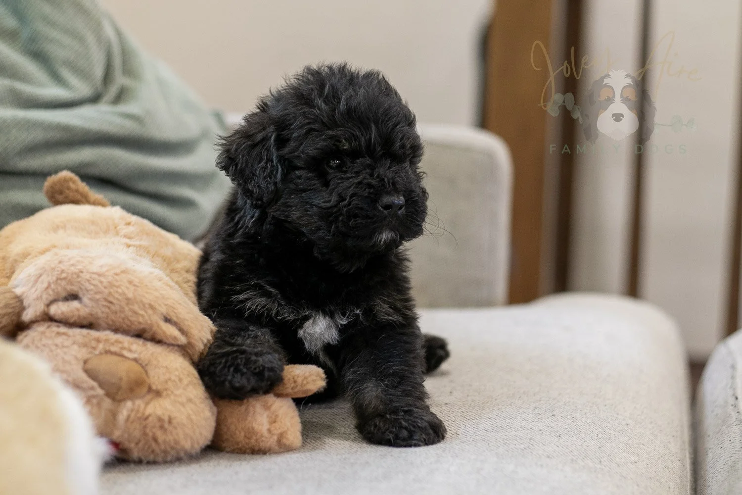 Andy Bernedoodle Puppy-286.jpg