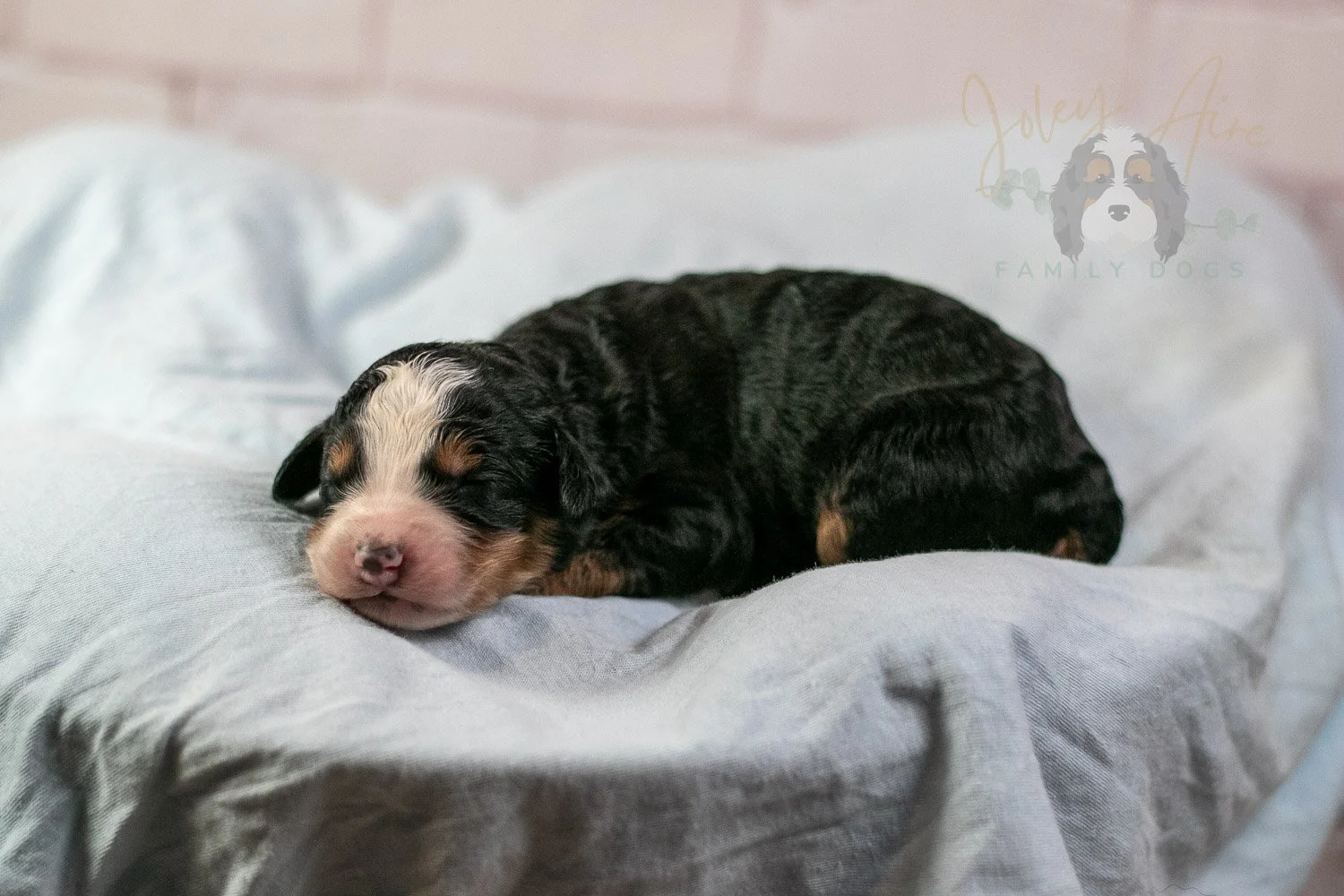 Anne Shirley Bernedoodle Puppy-16.jpg