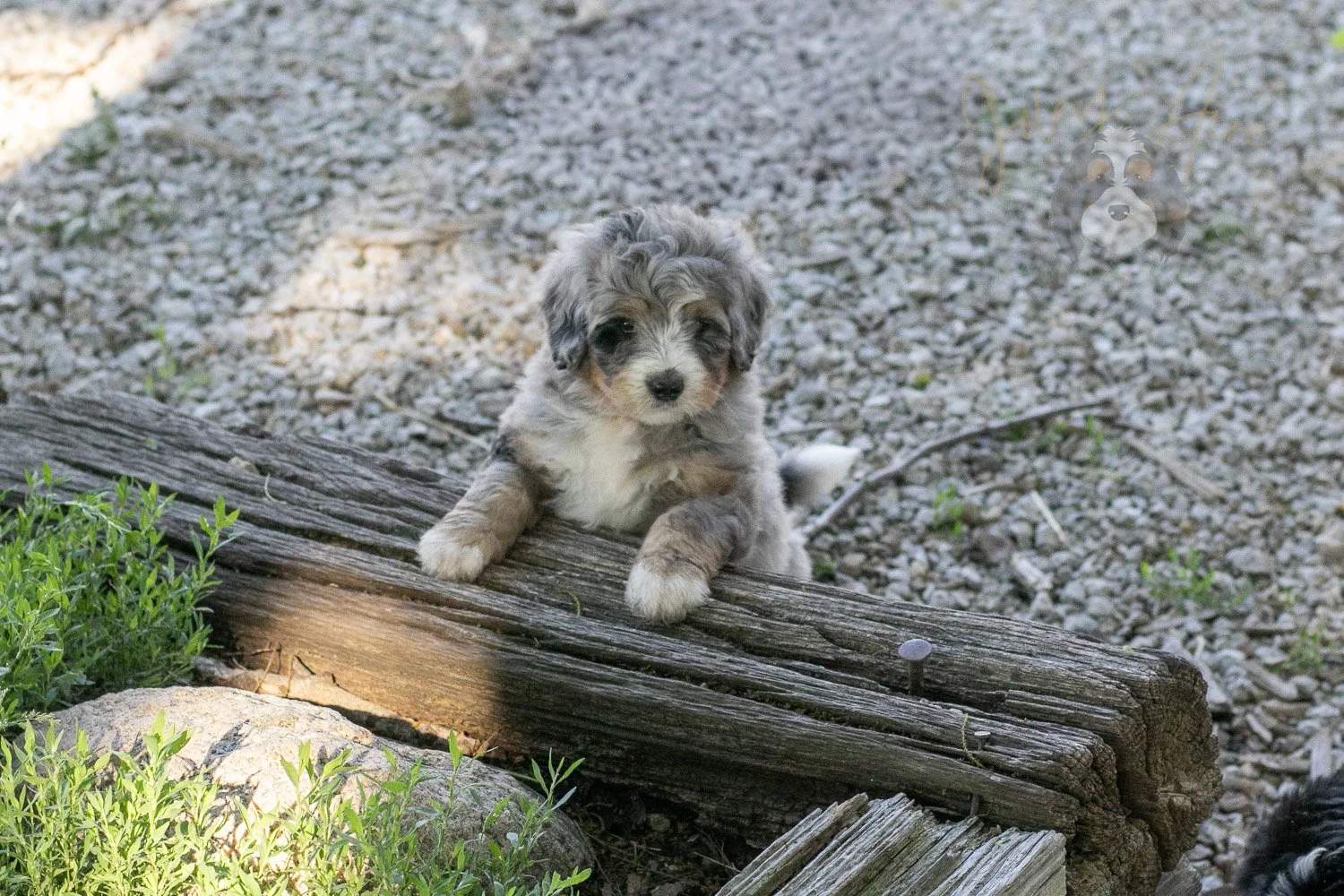 Drum Bernedoodle Puppy-22.jpg