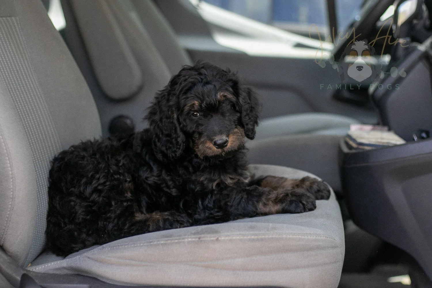 Bryce Bernedoodle Puppy-409.jpg