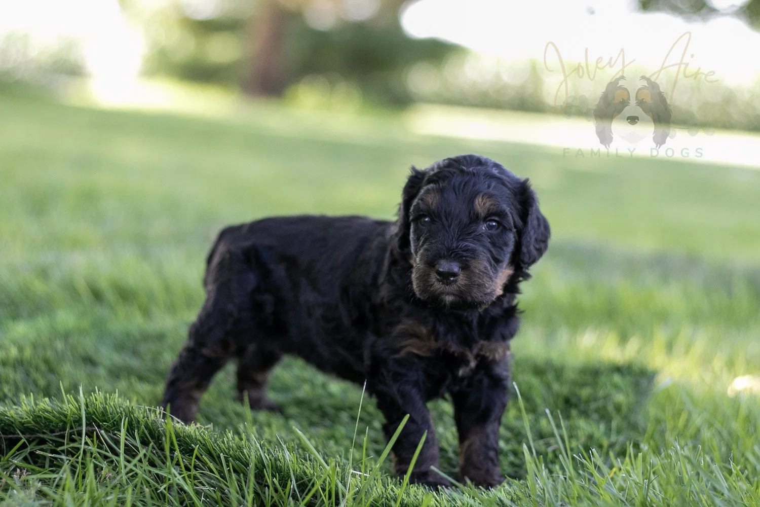 Bryce Bernedoodle Puppy-405.jpg