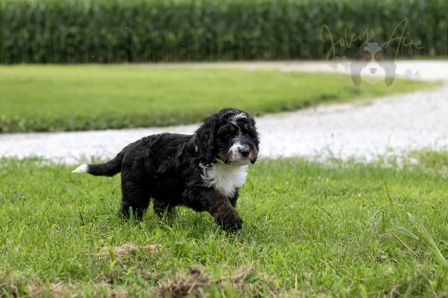 Yosemite Bernedoodle Puppy-81.jpg