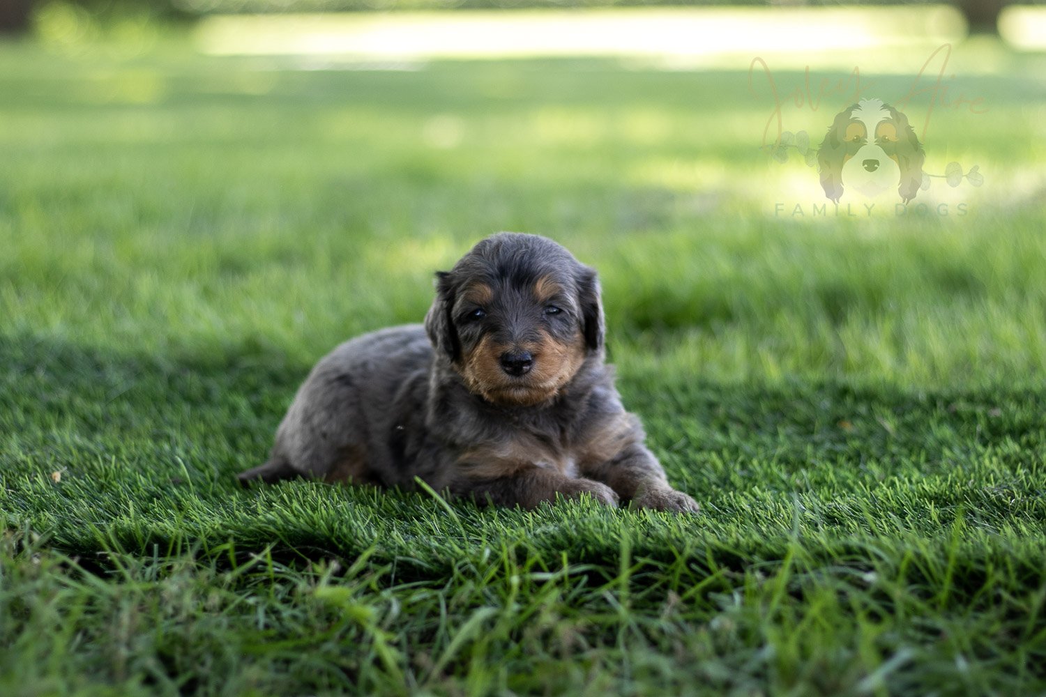Josie Pye Bernedoodle Puppy-509.jpg
